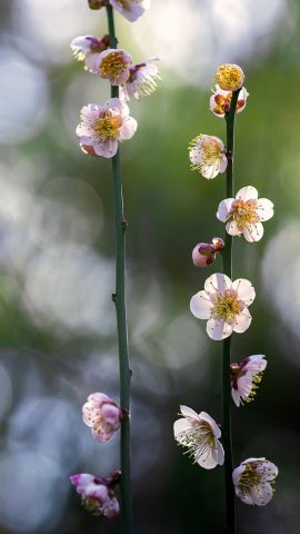 外星人加速器节点选择页面截图，列出香港、日本、新加坡等多个地区节点并标注实时延迟数值